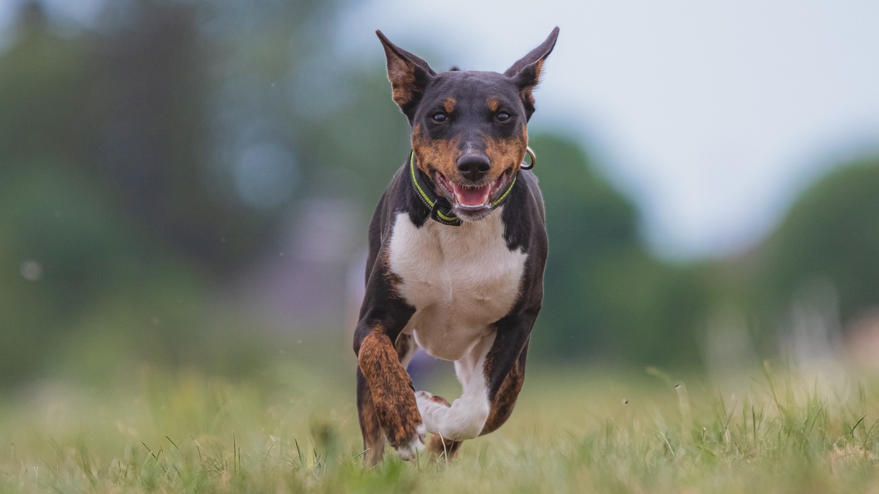 How to Choose Pet-Friendly Parks for Outings